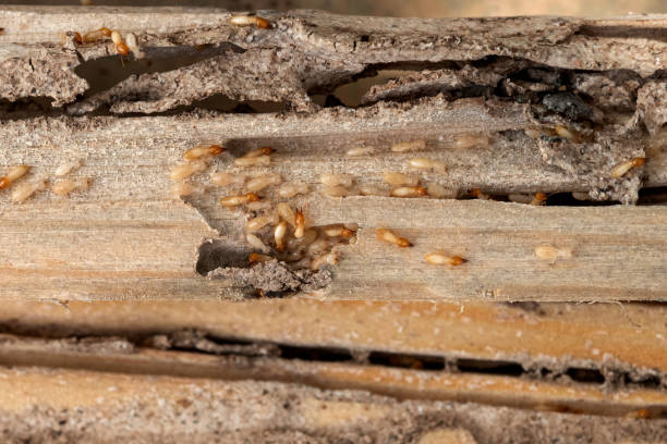Best Best Pest Control Companies  in Framingham, MA