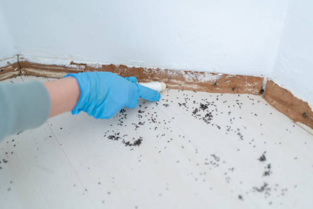 Best Spider Control Near Me  in Framingham, MA